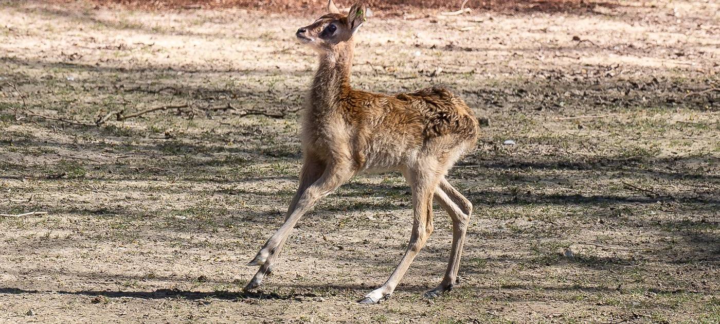Köln: Seltene Weißnacken-Moorantilope geboren