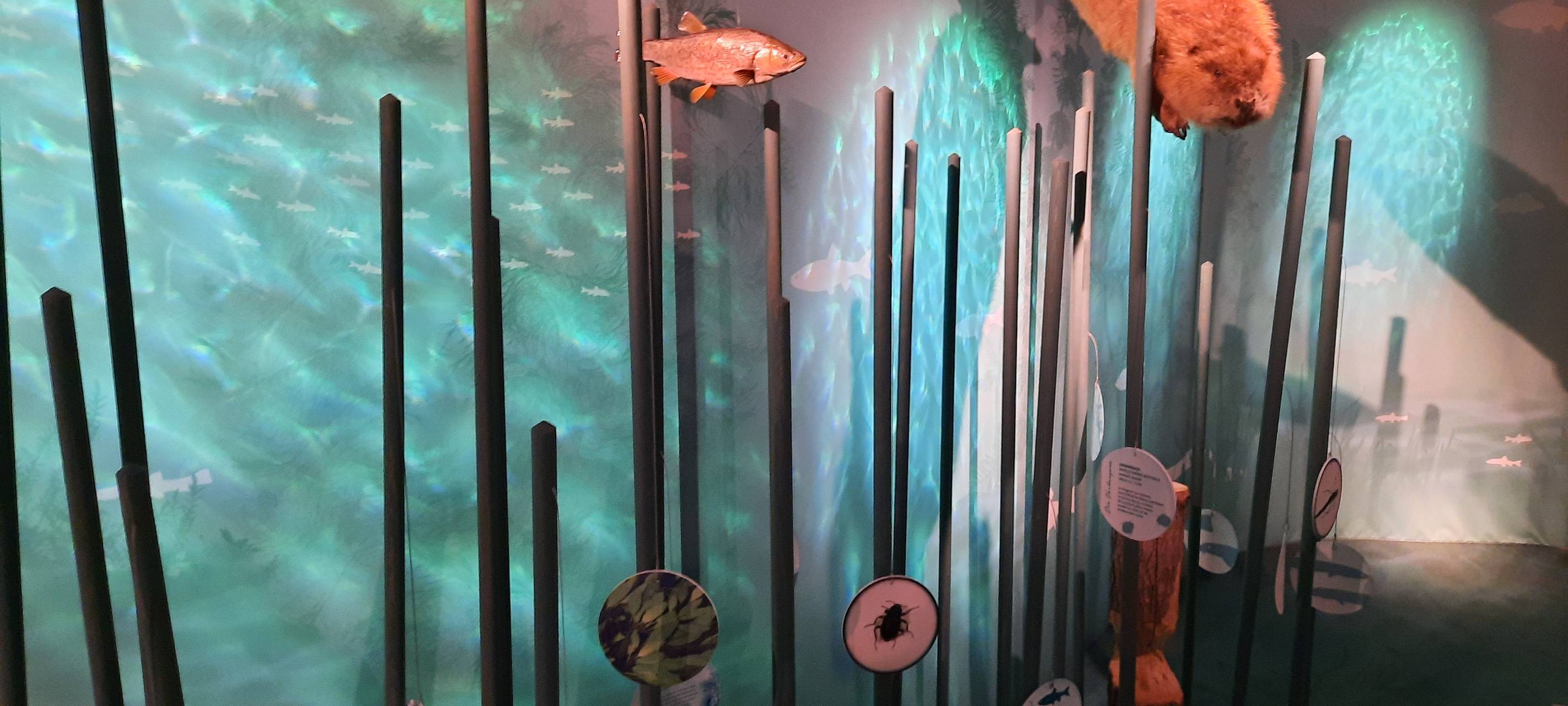 Erftstadt: Die Flut hat jetzt eine eigene Ausstellung