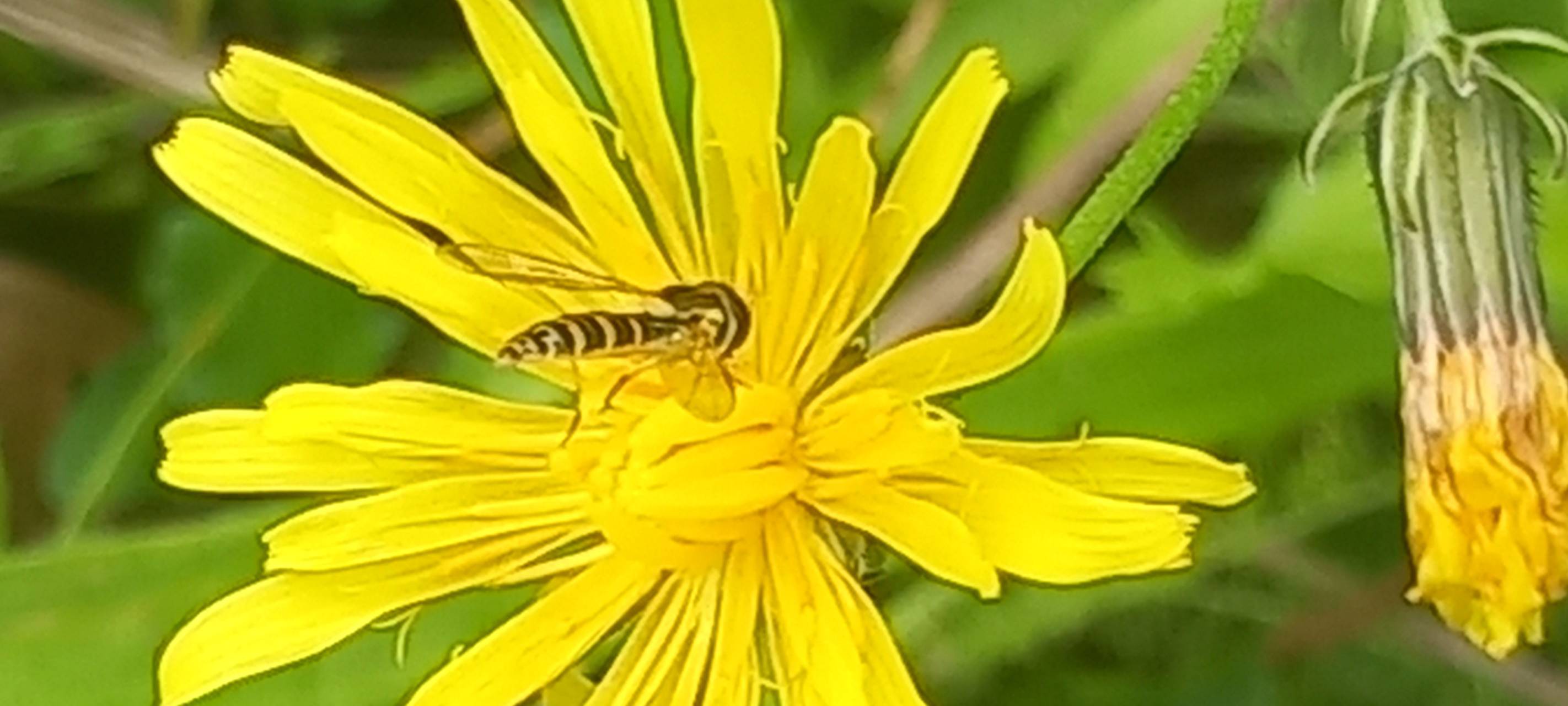 Pulheim: Pflanzbeete werden vorbereitet