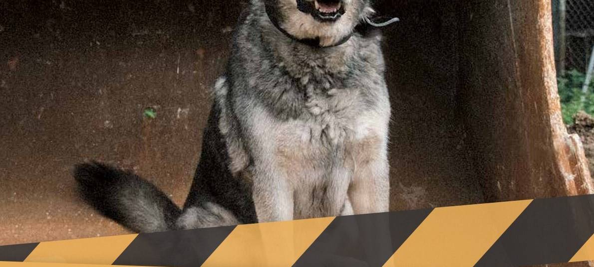 Bergheim: Tierheim-Kalender für neues Hundehaus