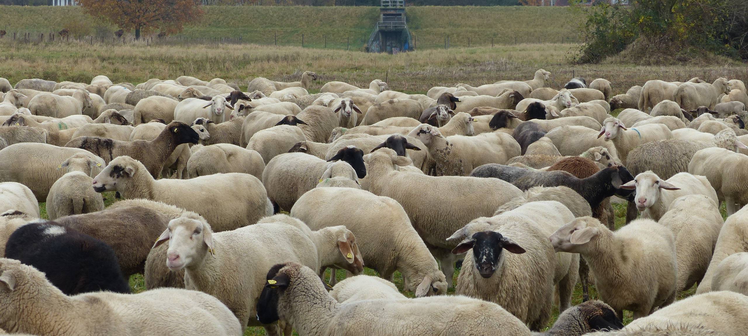 Pulheime: Vierbeinige Helfer