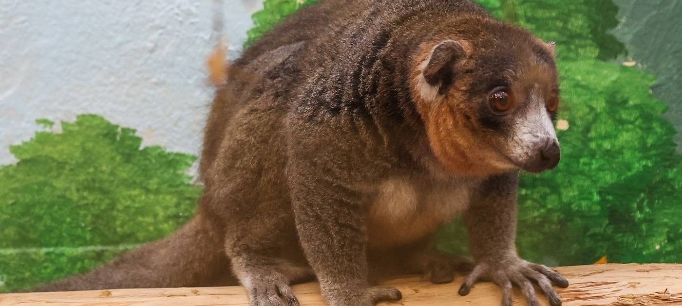 Köln: Madagaskarhaus wird 50