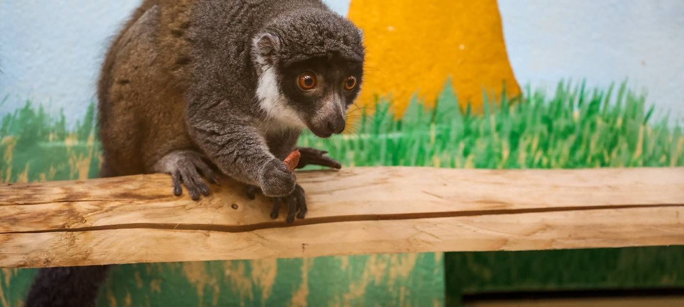Köln: Madagaskarhaus wird 50