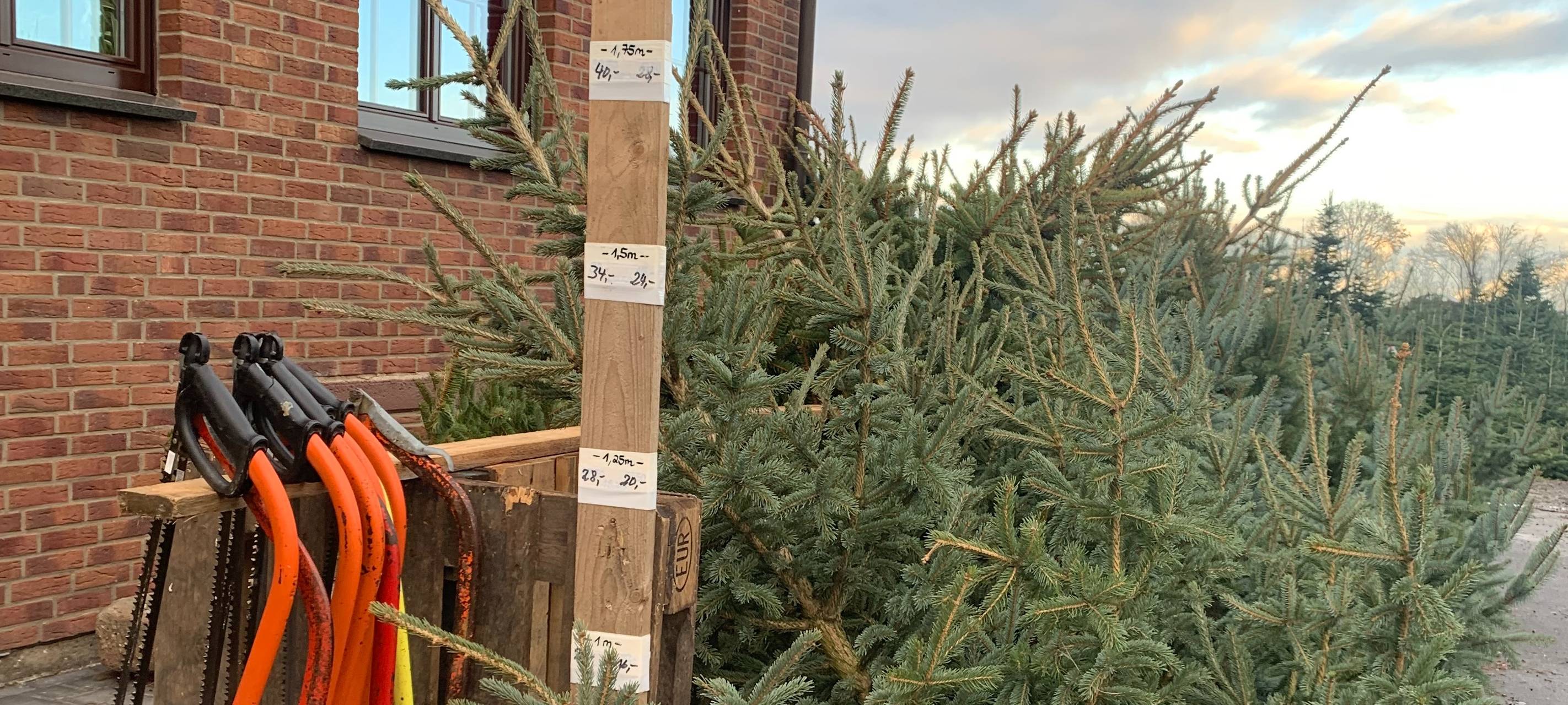 Rhein-Erft: Weihnachtsbäume werden leicht teurer