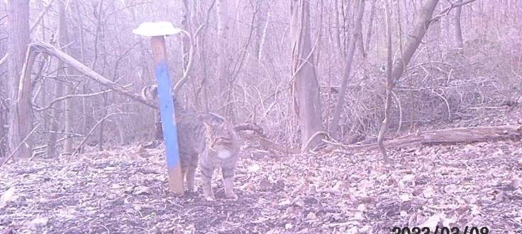 Region: Wildkatze auf Sophienhöhe entdeckt