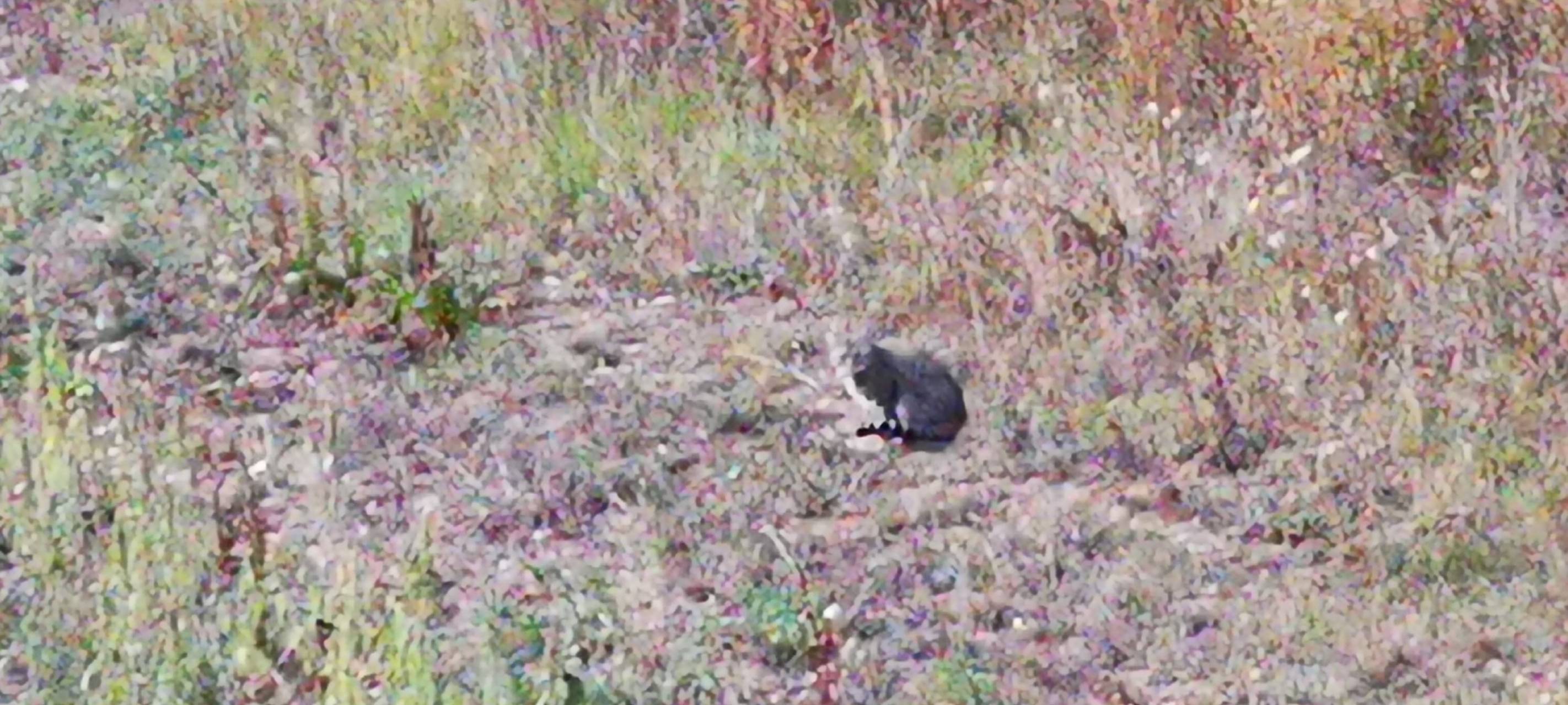 Region: Wildkatze auf Sophienhöhe entdeckt