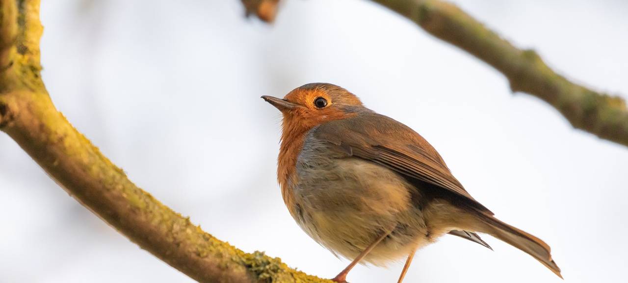 Rhein-Erft: Wintervogelzählung startet