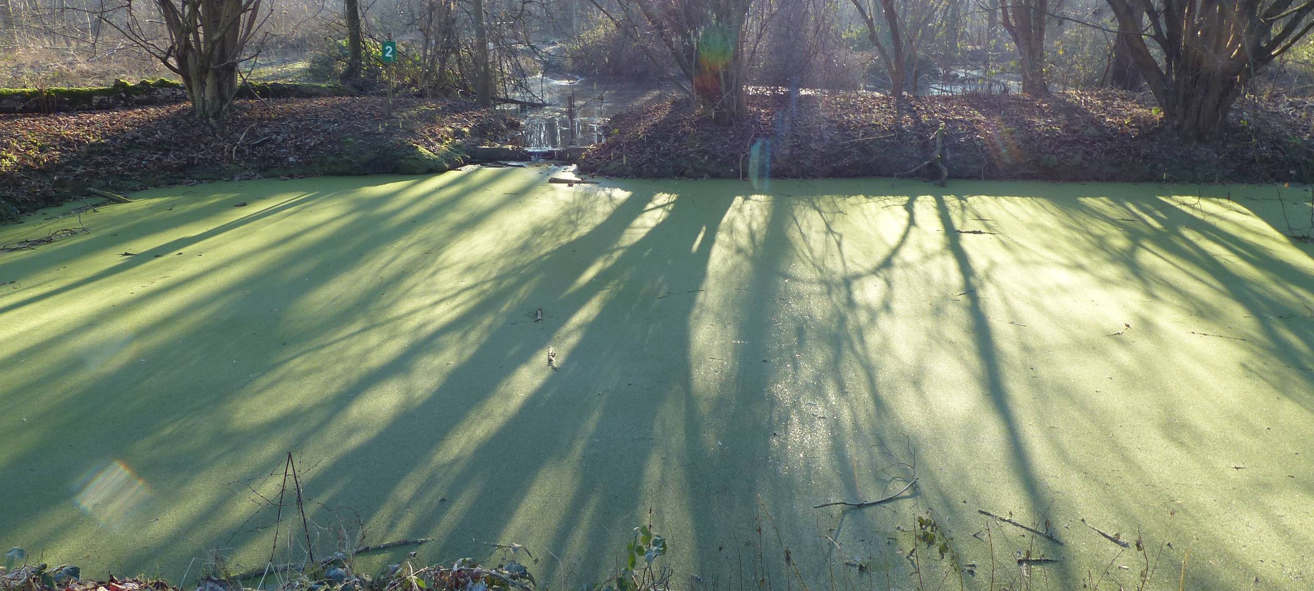 Pulheim: Große Laache leuchtet grün