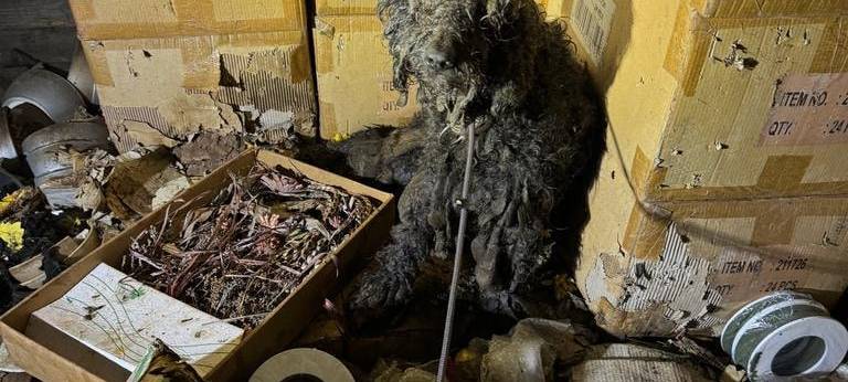 Köln: Völlig verwahrloste und tote Hunde entdeckt