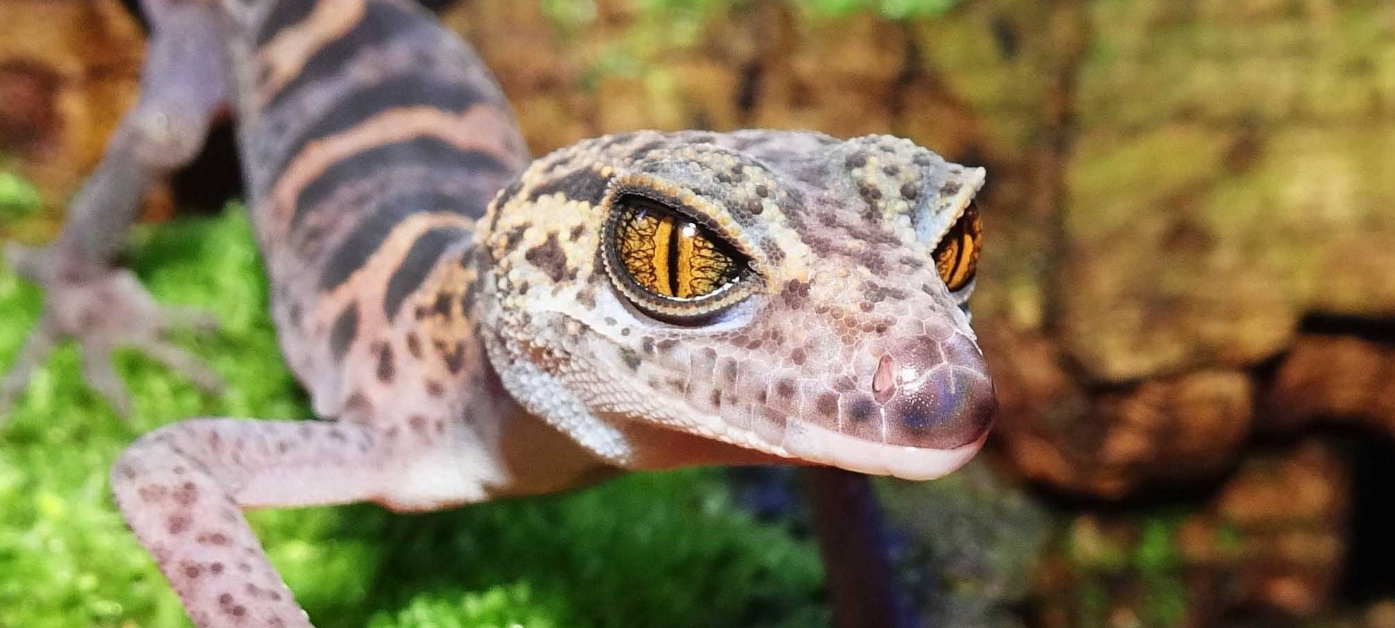 Köln: Der Gecko ist das Zootier des Jahres