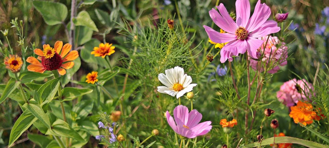Bedburg: Wer macht aus seinem Schottergarten eine Oase?
