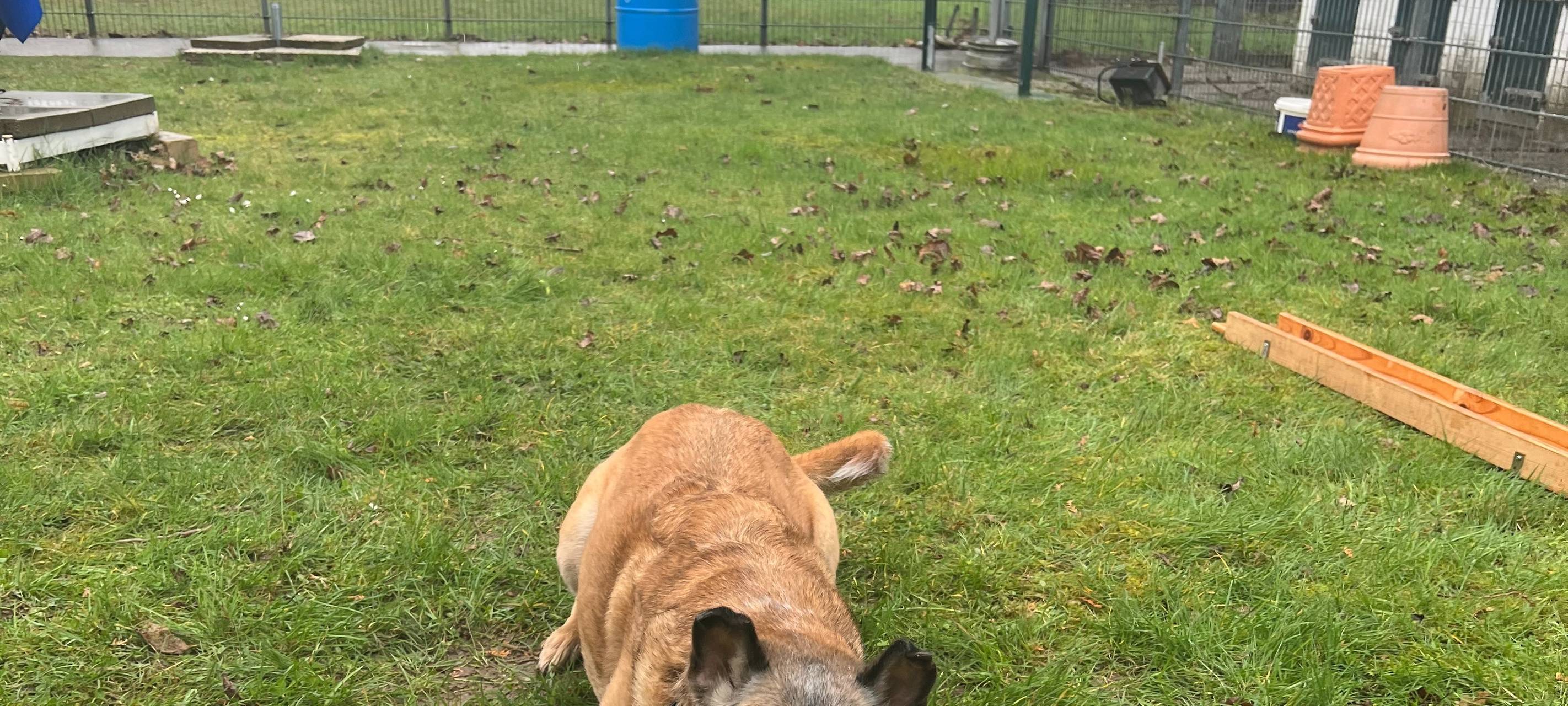Pulheim: Neuer Kurs im Hunde-Golf