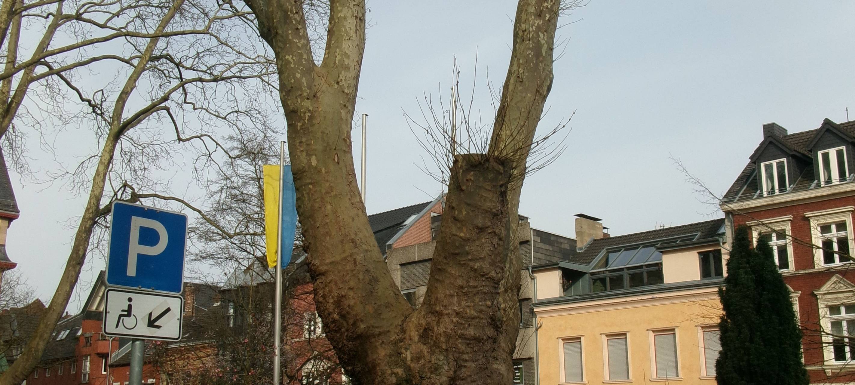 Frechen: Reststämme werden gefällt