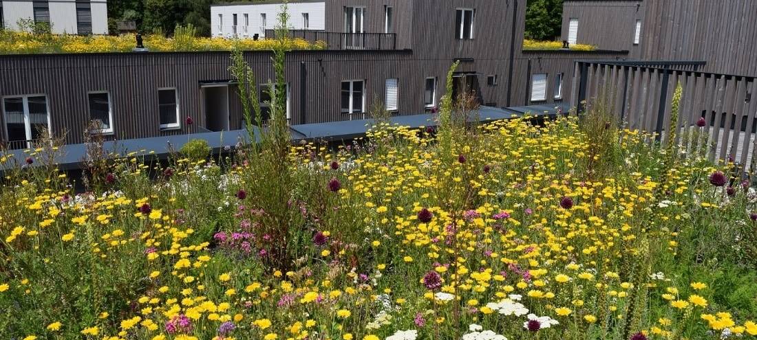 Kerpen: Geld für Dach- und Fassadenbegrünung