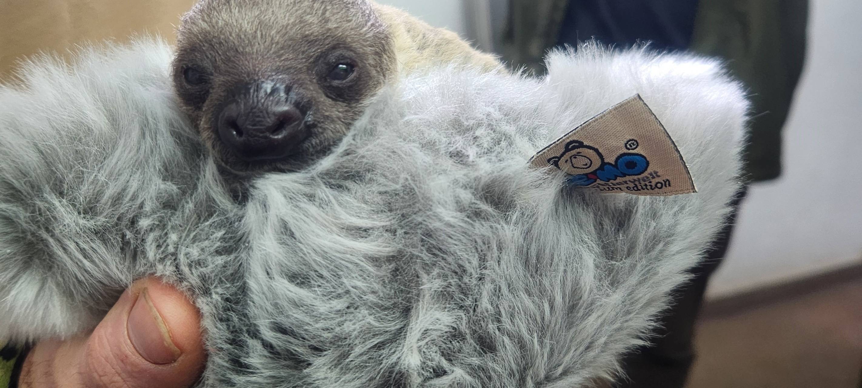 Köln: Zoo hebt Schutzmaßnahmen zu Geflügelpest-Ausbruch auf
