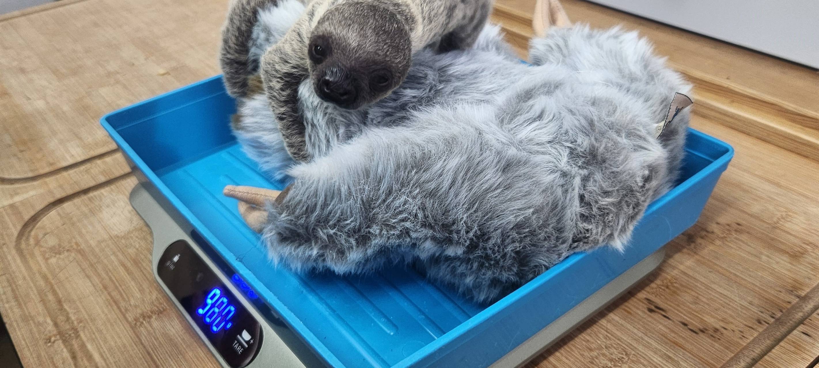 Köln: Zoo hebt Schutzmaßnahmen zu Geflügelpest-Ausbruch auf