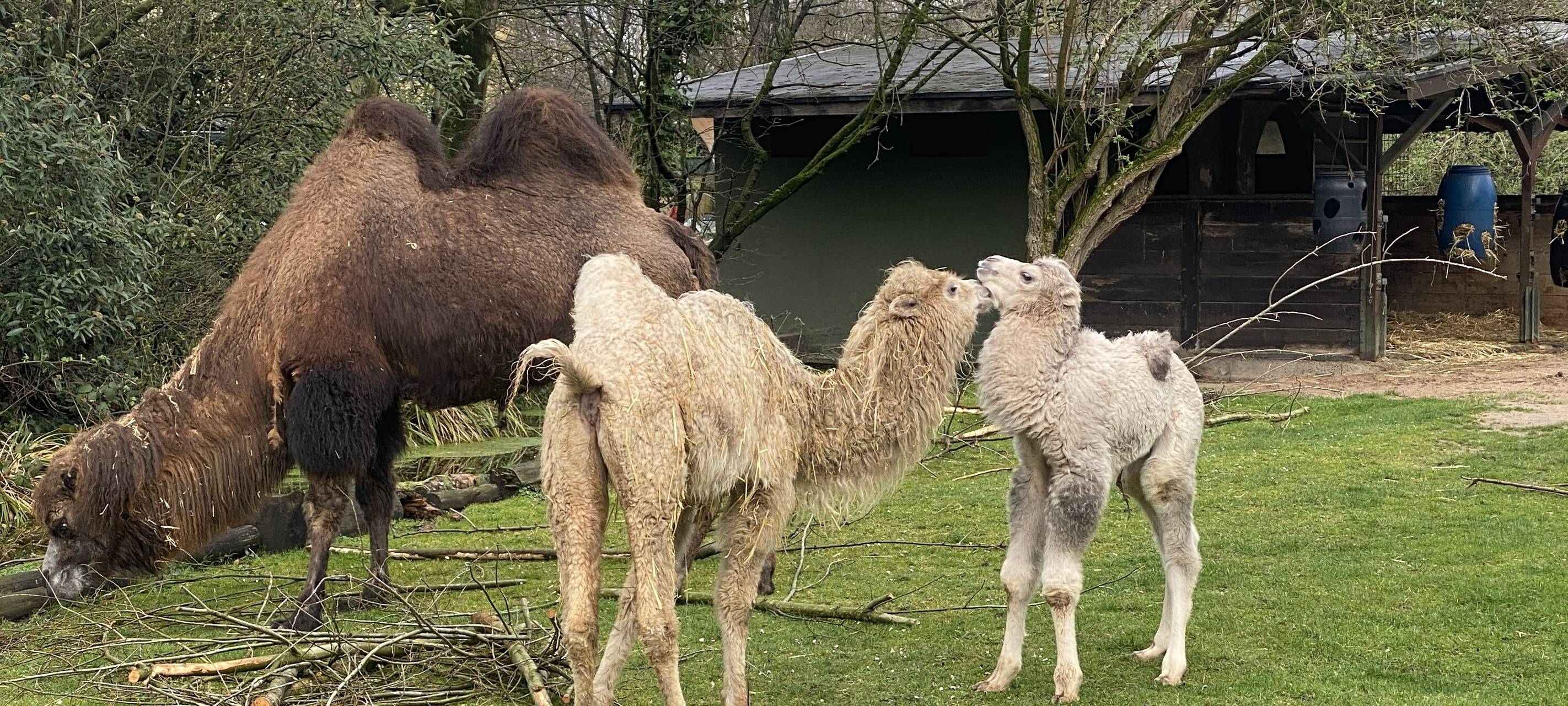Köln: Zoo hebt Schutzmaßnahmen zu Geflügelpest-Ausbruch auf