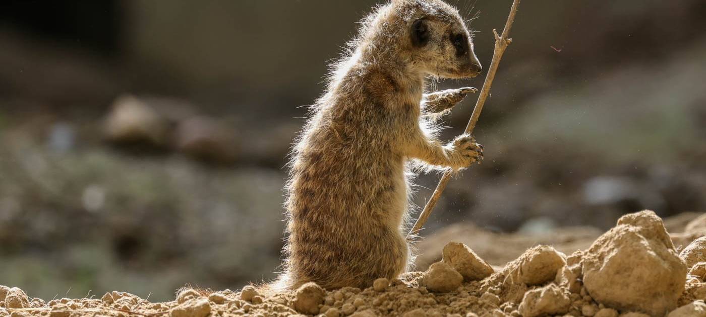 Köln: Erdmännchen im Zoo geboren