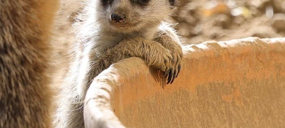 Köln: Erdmännchen im Zoo geboren