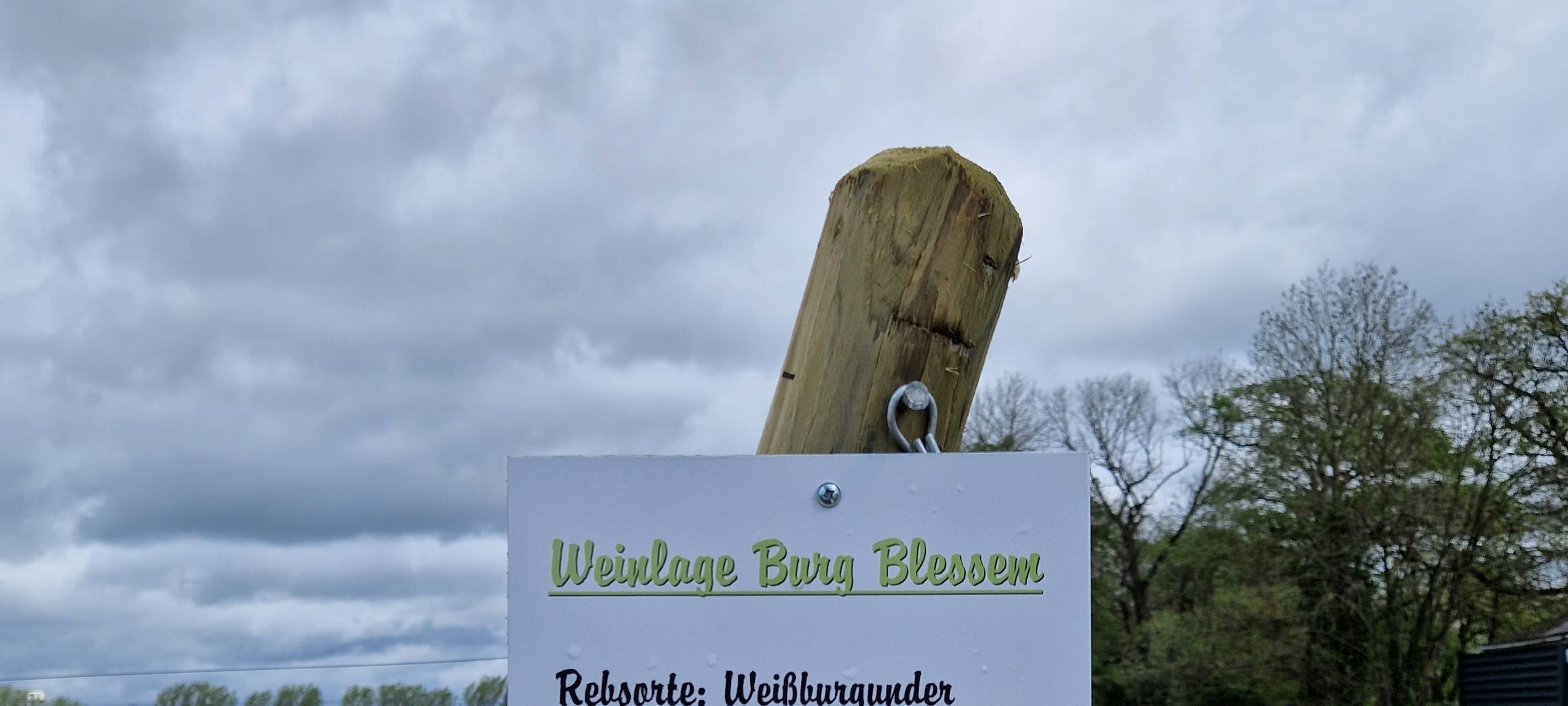 Erftstadt: Weinstöcke auf ehemaligen Flutgebiet angebaut