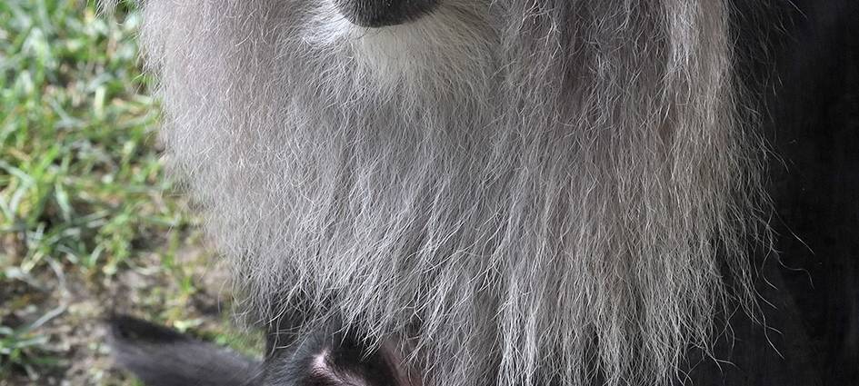 Köln: Seltener Nachwuchs im Zoo
