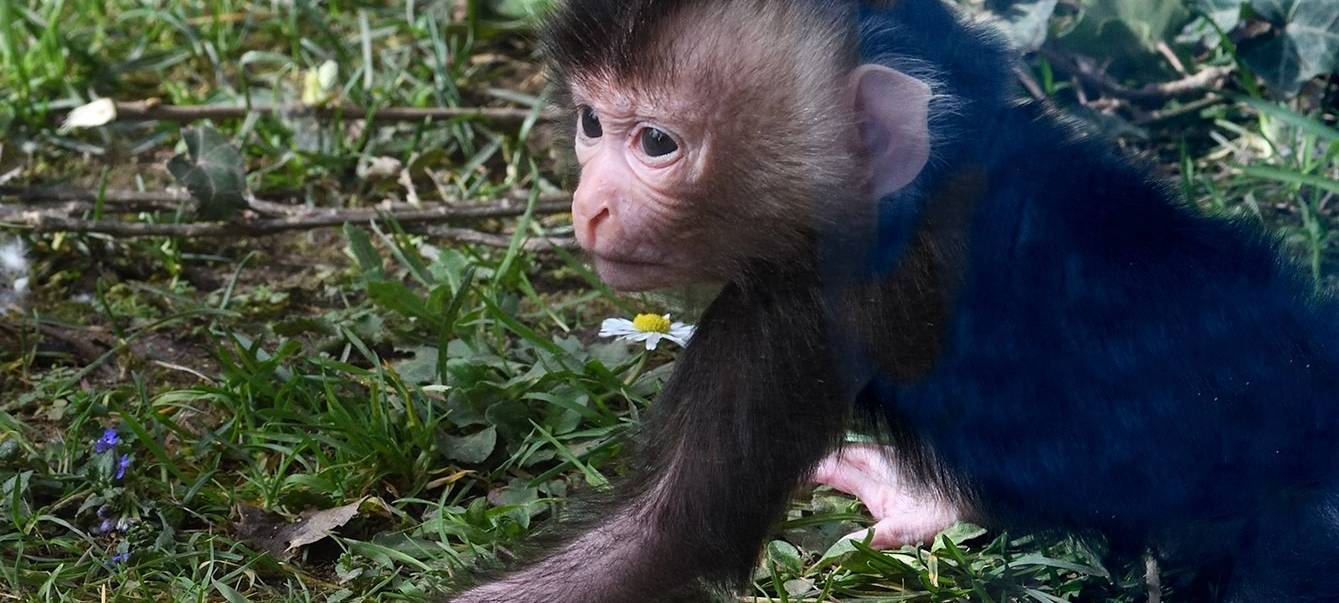 Köln: Seltener Nachwuchs im Zoo