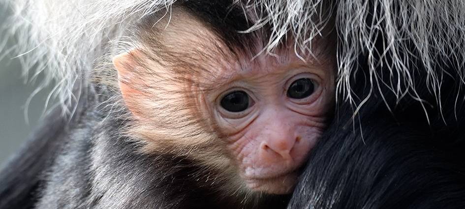 Köln: Seltener Nachwuchs im Zoo