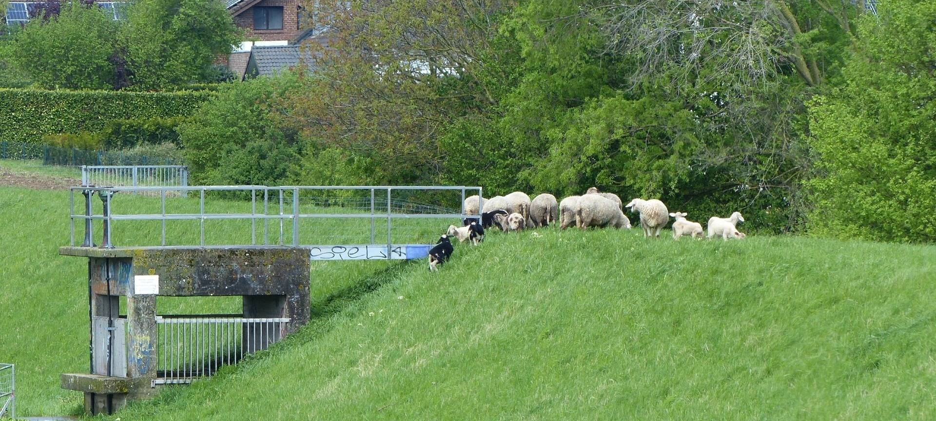 Pulheim: Schafe im Hochwasserschutzeinsatz
