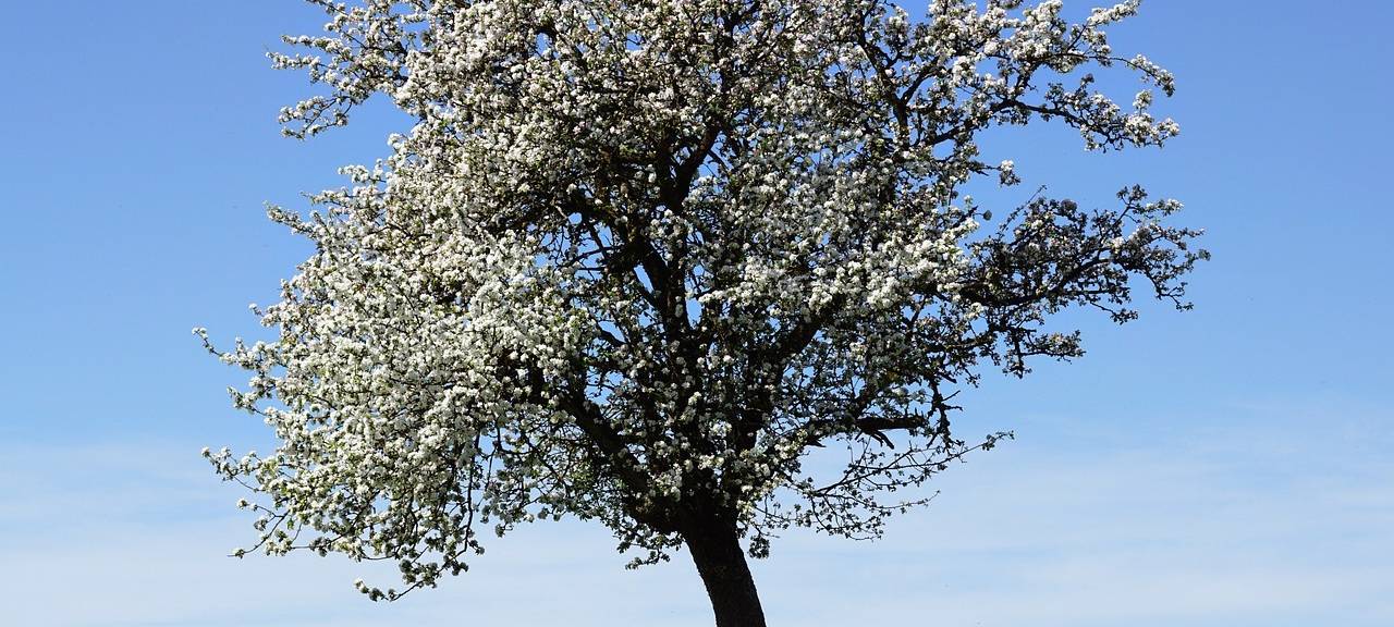 Rhein-Erft: Frost ist schlecht für die Obstbäume