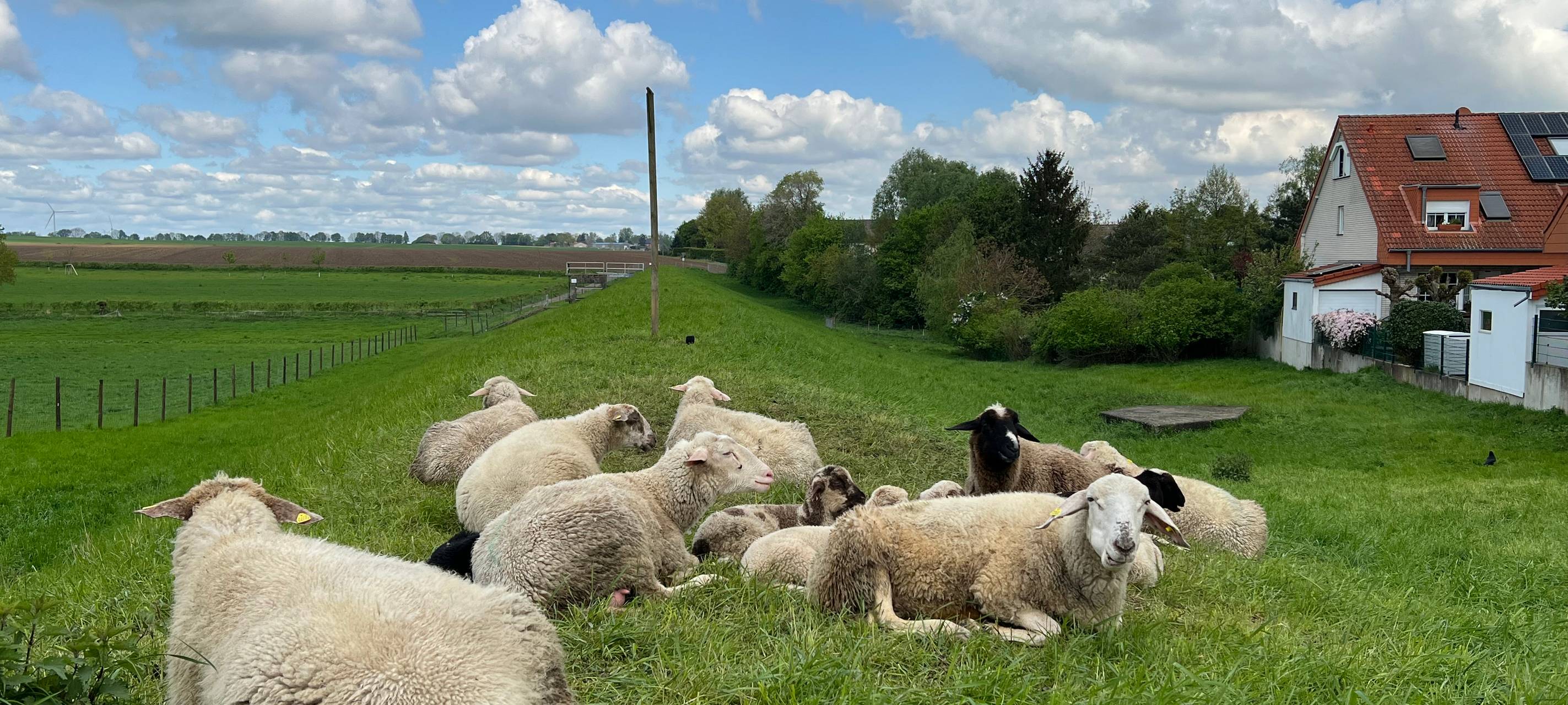 Rhein-Erft: Erste Fälle der Blauzungenkrankheit