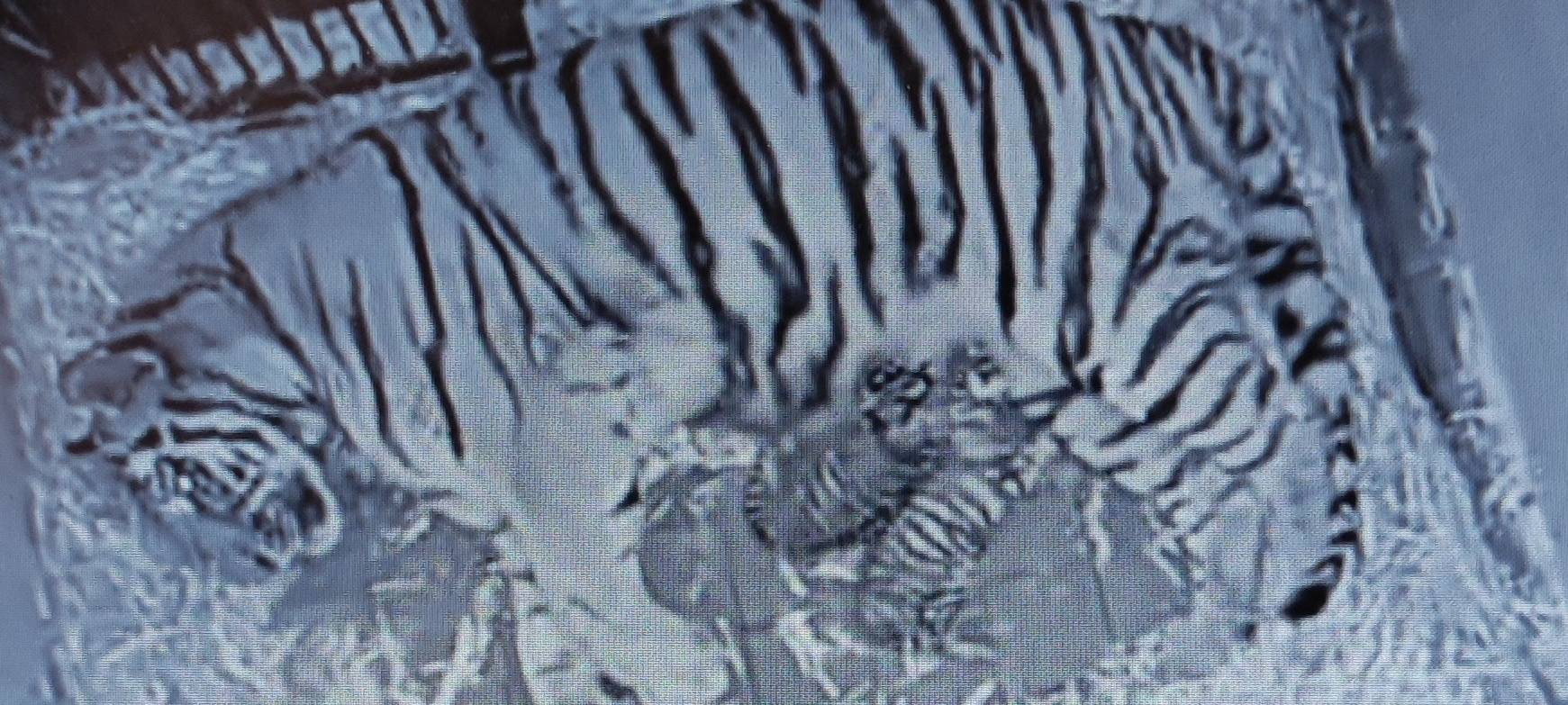 Köln: Nachwuchs im Kölner Zoo