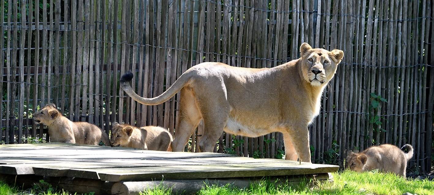 Köln: Löwenbabys im Zoo zu sehen