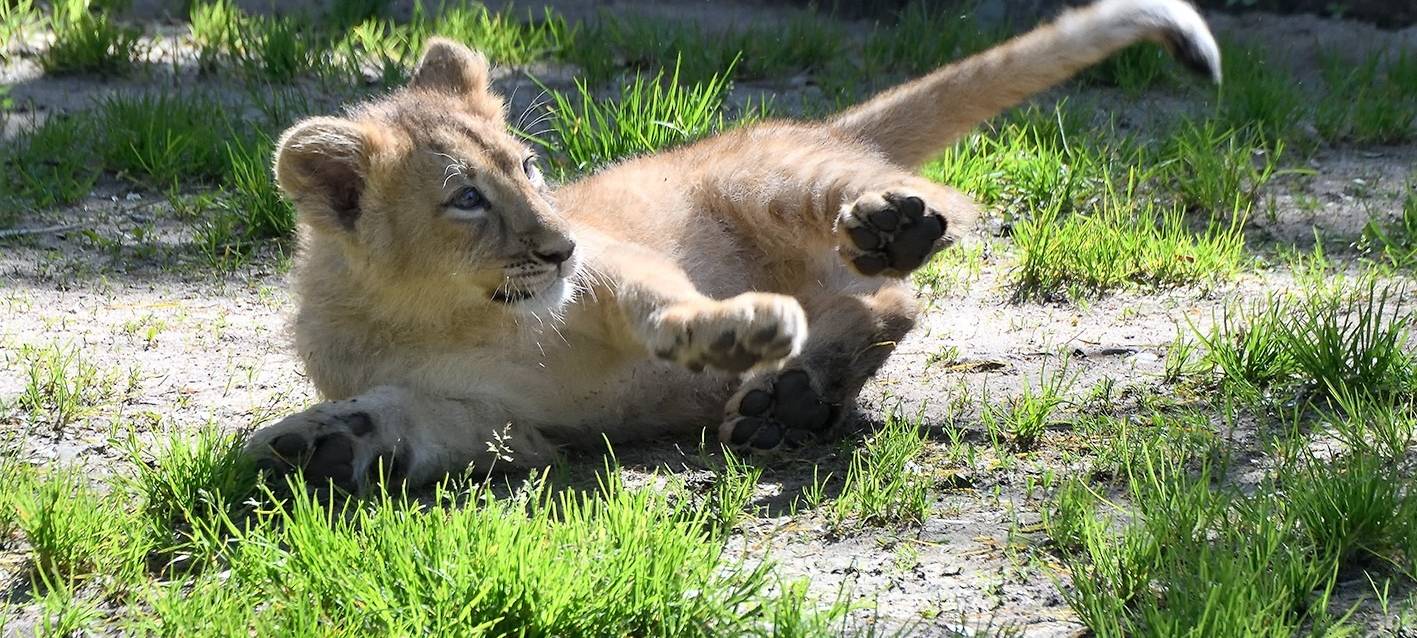 Löwenbabys im Kölner Zoo eingeschläfert - viel Kritik