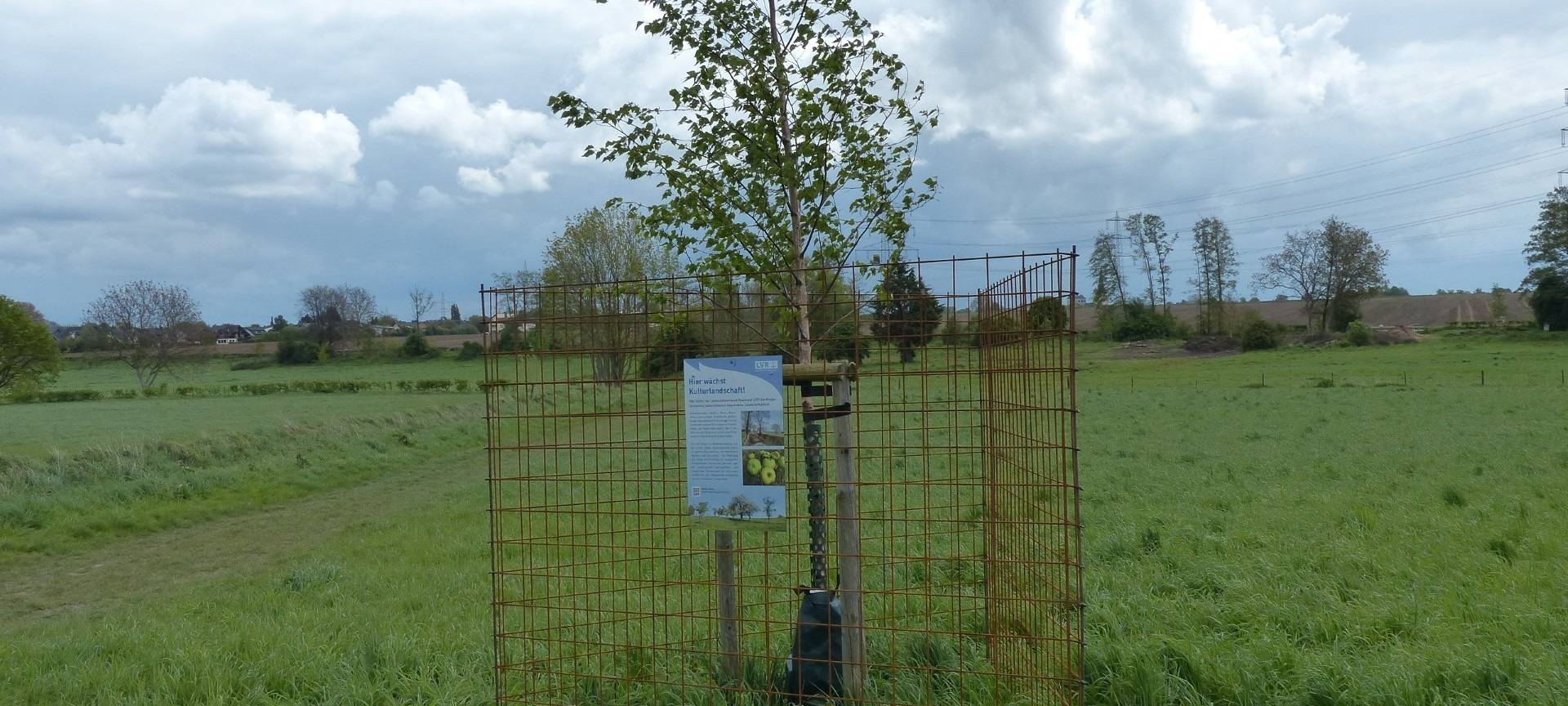 Pulheim: Birke im Käfig