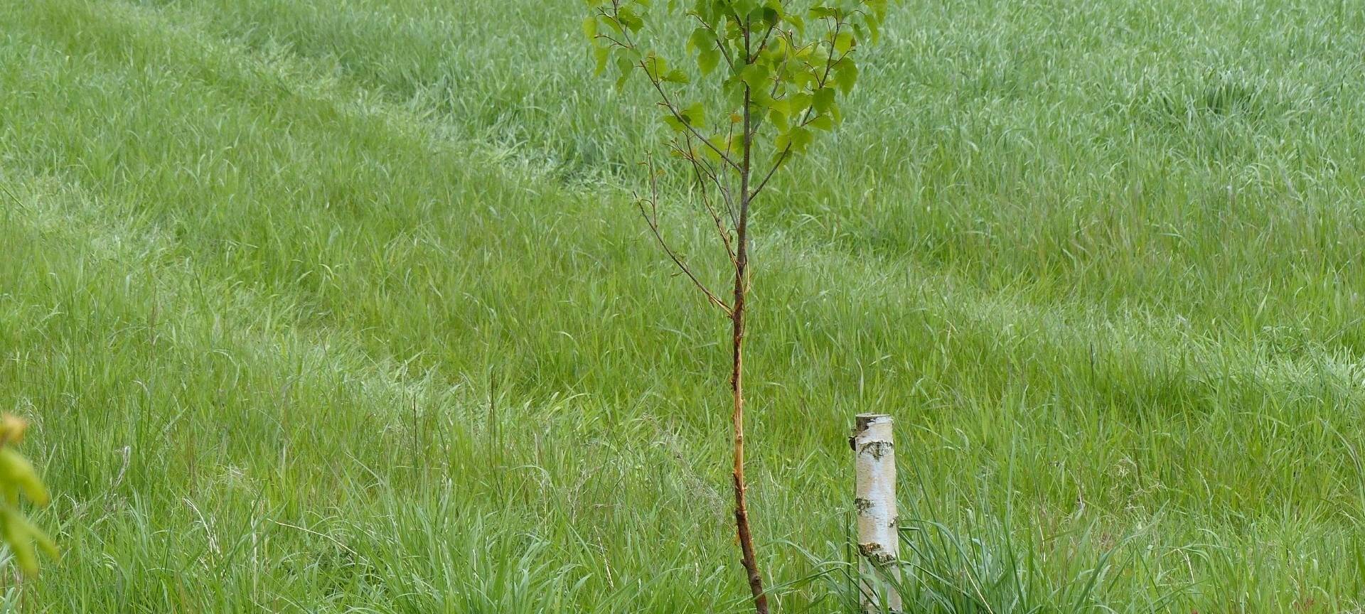 Pulheim: Birke im Käfig