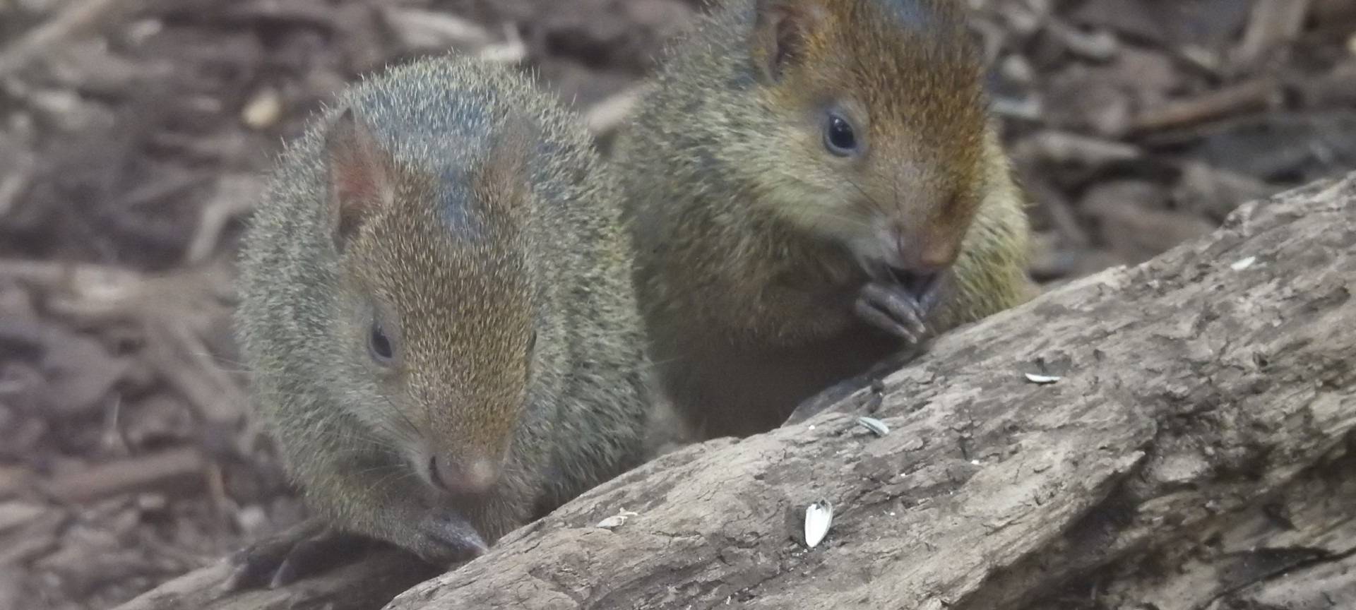 Köln: Agutis im Zoo geboren