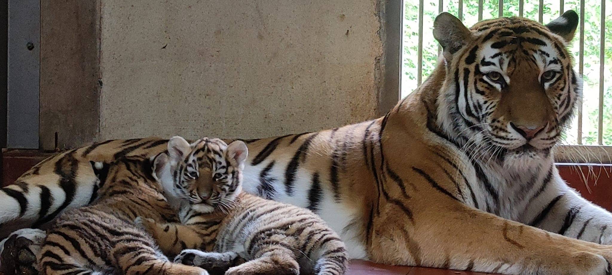 Köln: Tiger-Babys sind wohlauf