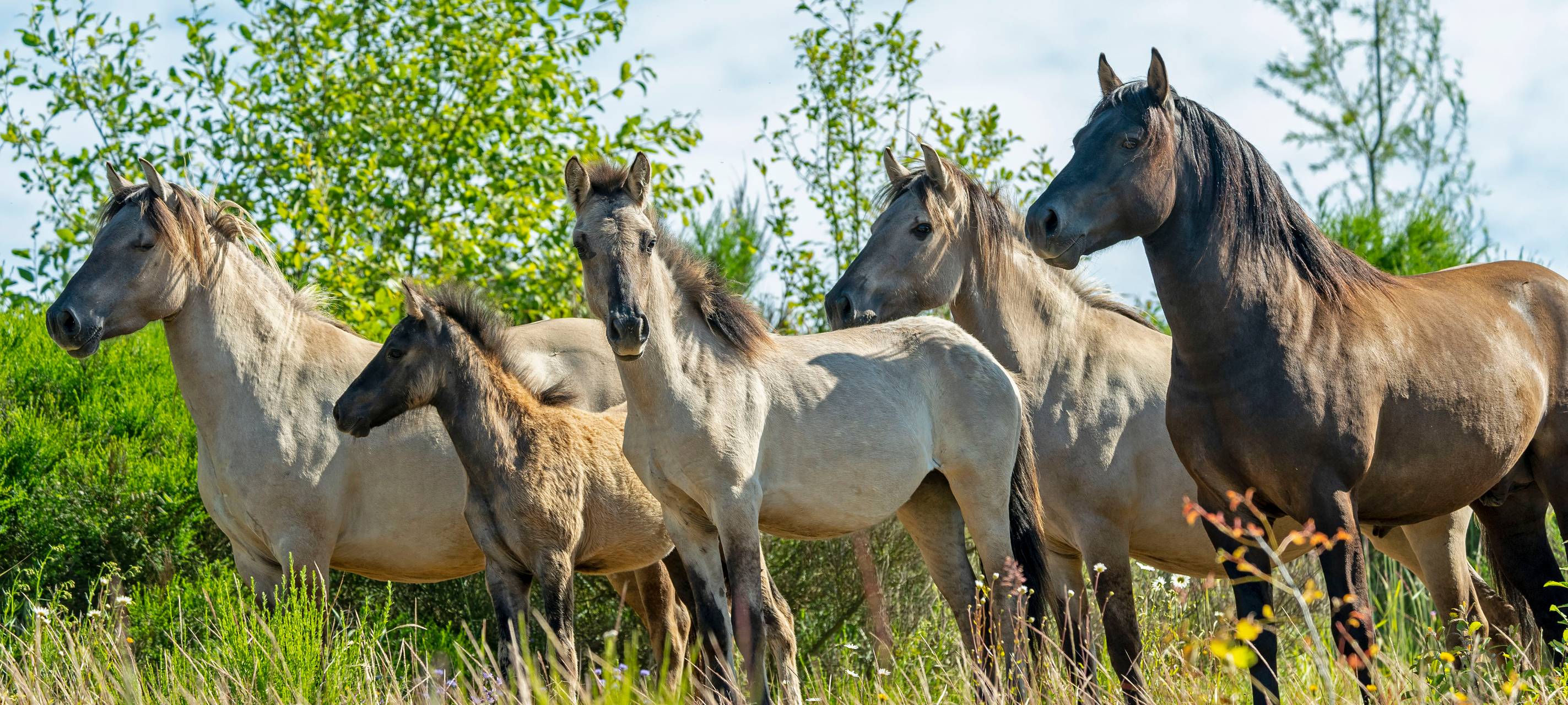 Elsforf: Wildpferde auf Sophienhöhe angesiedelt