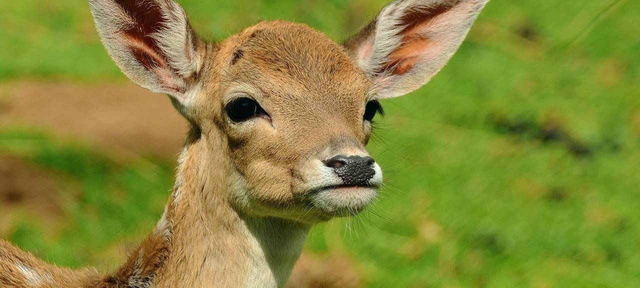 Rhein-Erft: Kitze werden wohl häufiger von Hunden gebissen
