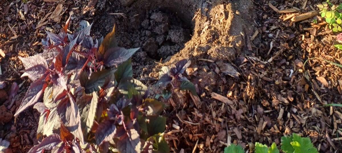 Bergheim: Kindern wird neu gepflanzter Baum geklaut
