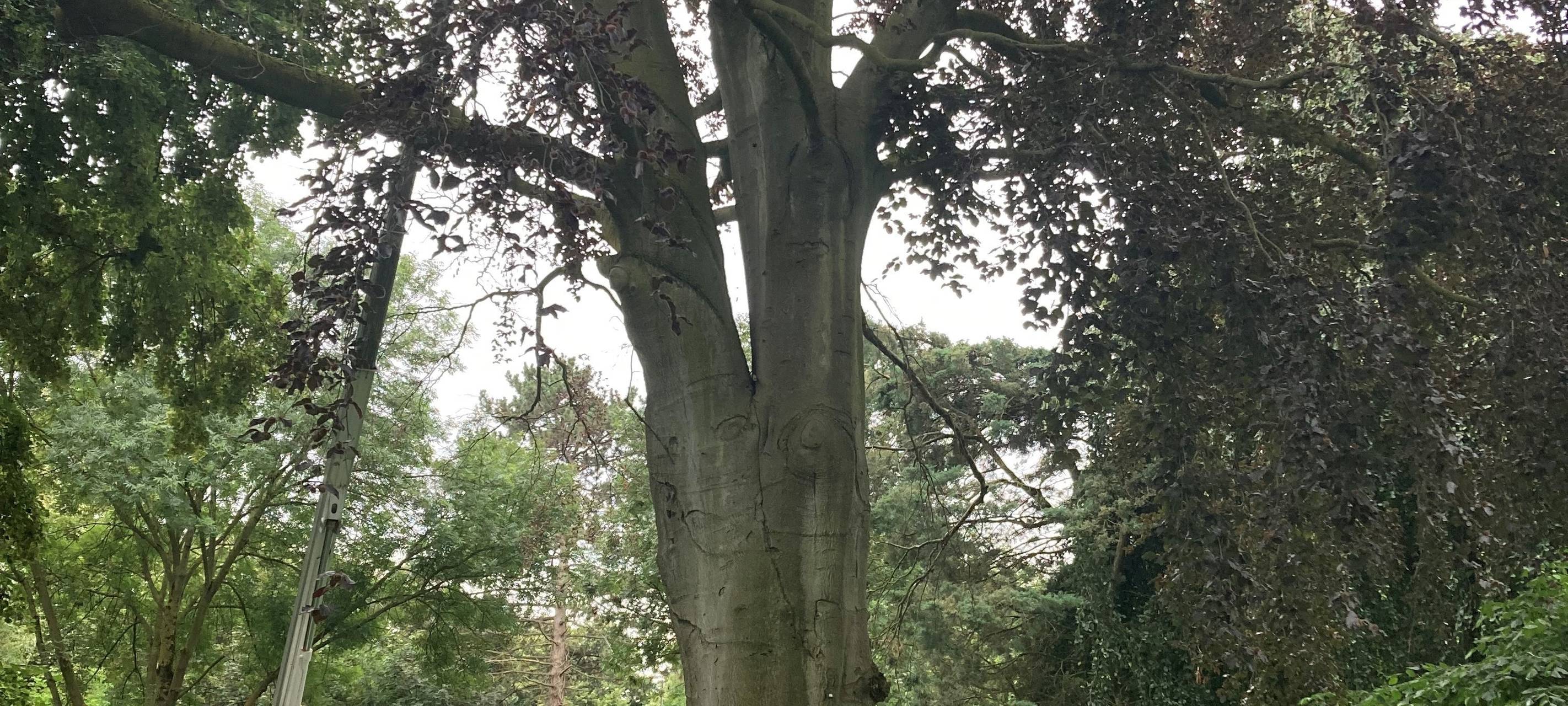 Bergheim: Große Buche im Rosengarten muss gefällt werden