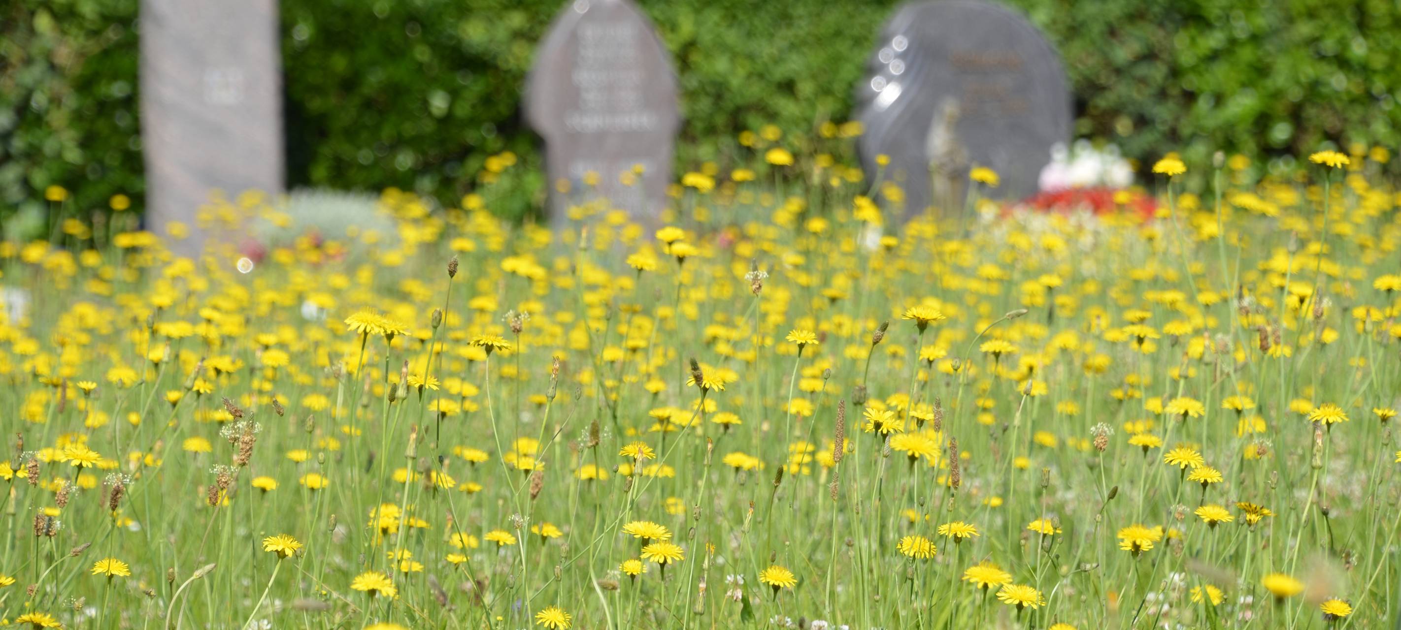 Wesseling: Blühende Blumen für zufriedene Insekten