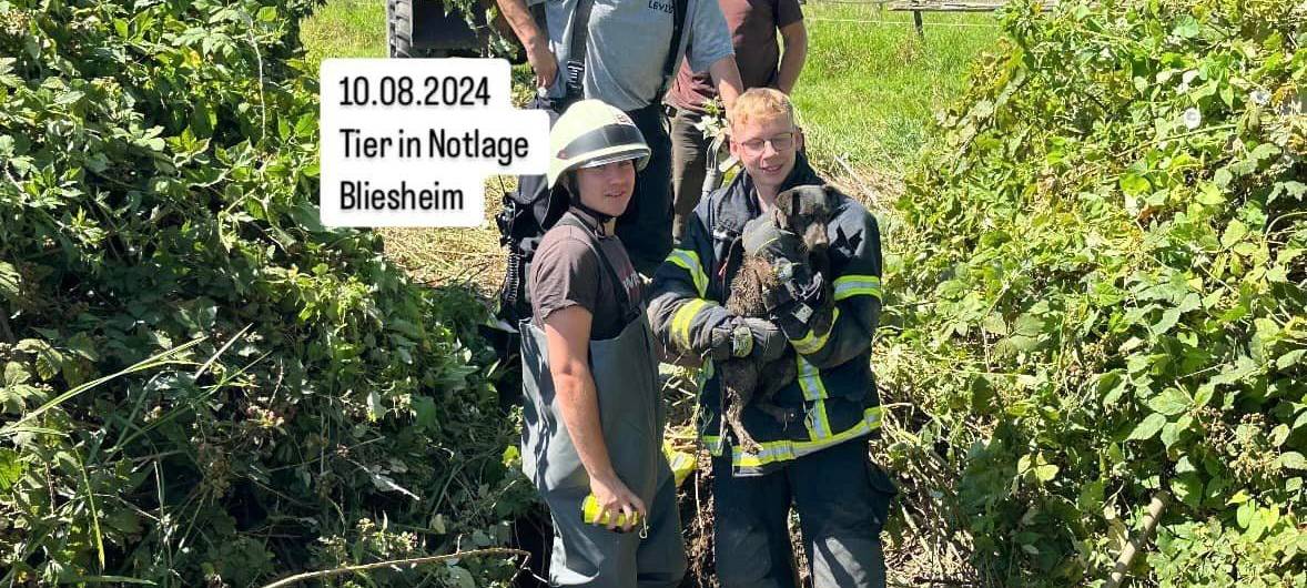 Hund wohlbehalten gerettet