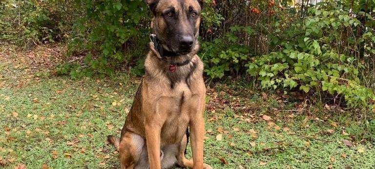 Drogenhunde schlagen in Hürth an