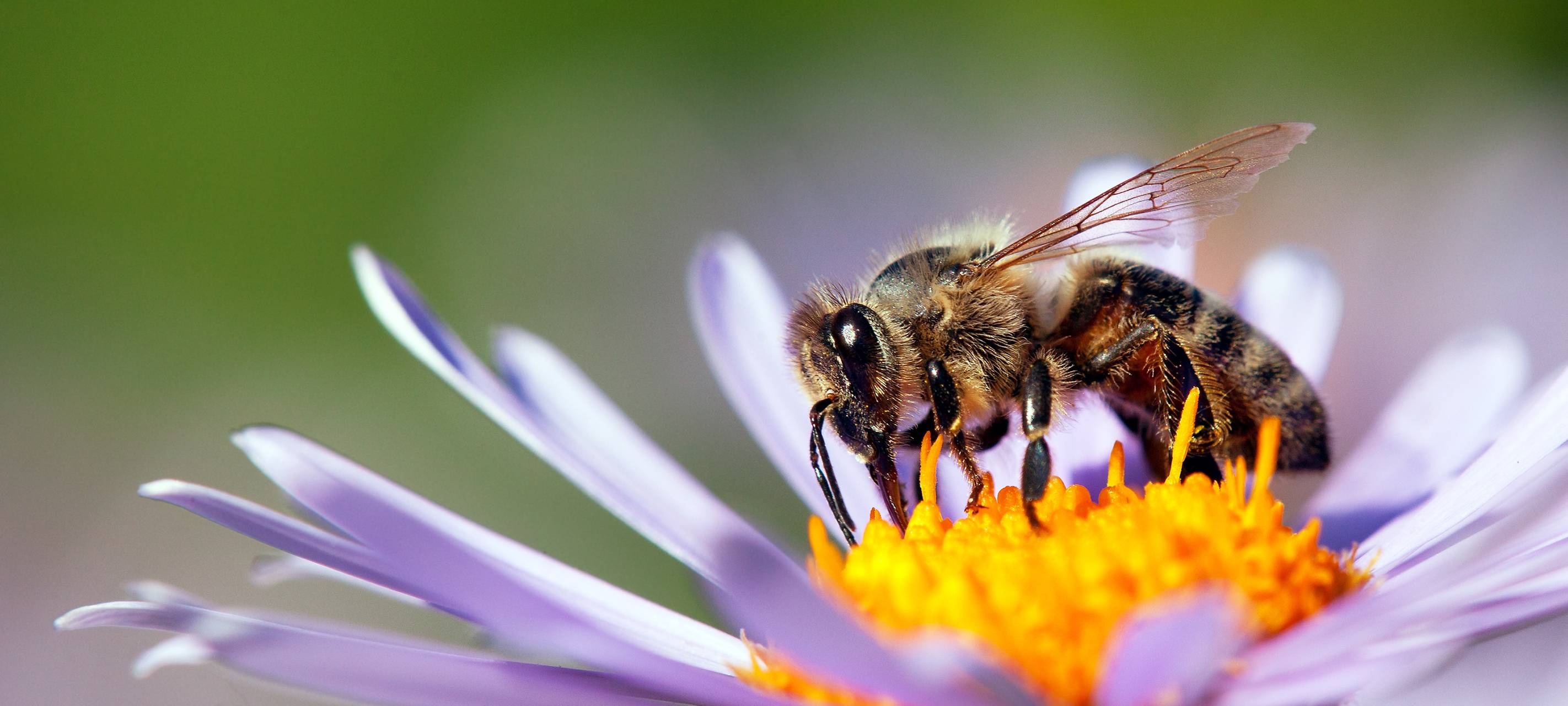 Bienen helfen mit Blüh-Patenschaften