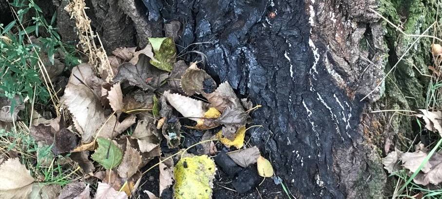 Pappel in Köln durch Grillkohle beschädigt