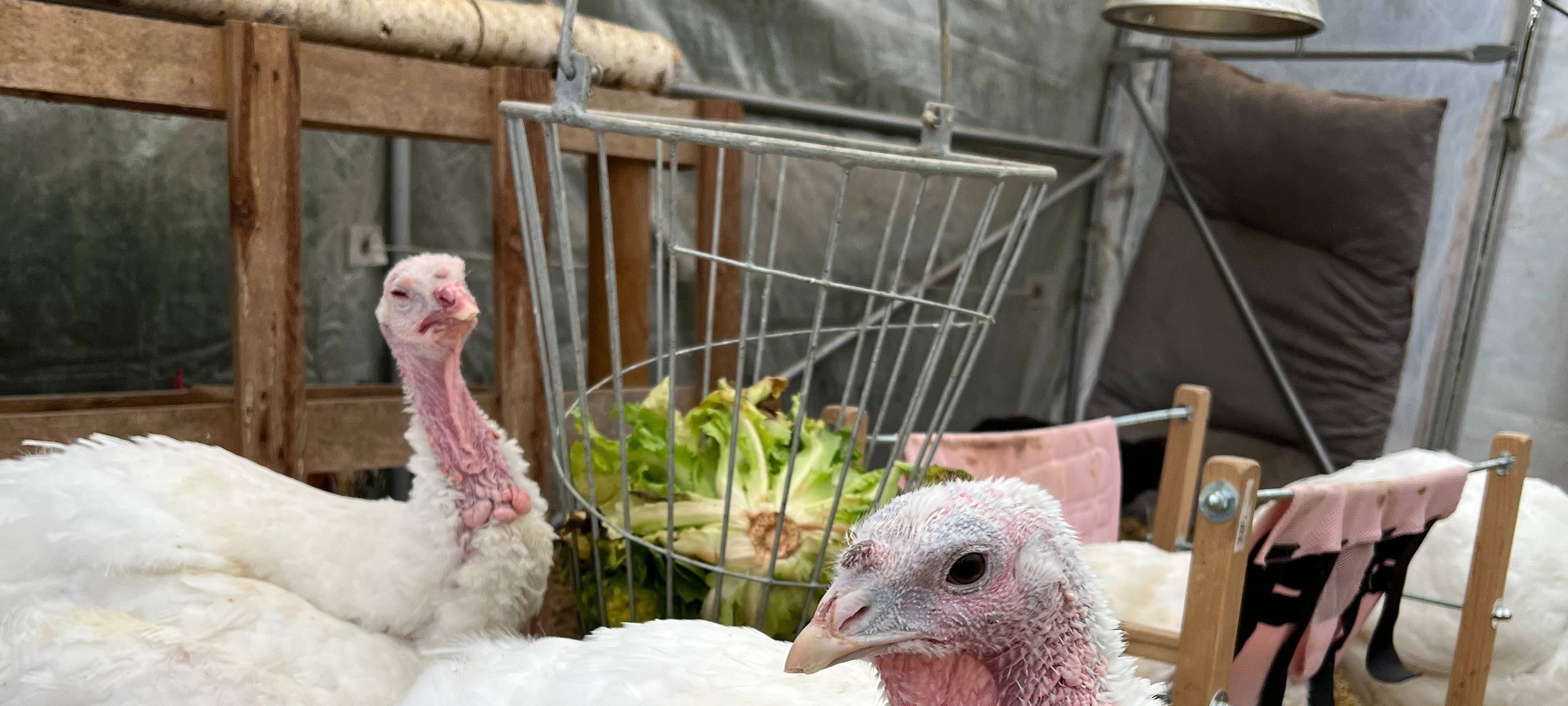 Gerettete Tiere auf dem Lebenshof Federherz in Bergheim