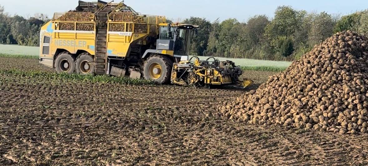 Bergheim: Rheinische Rübenbauern melden Rekordertrag