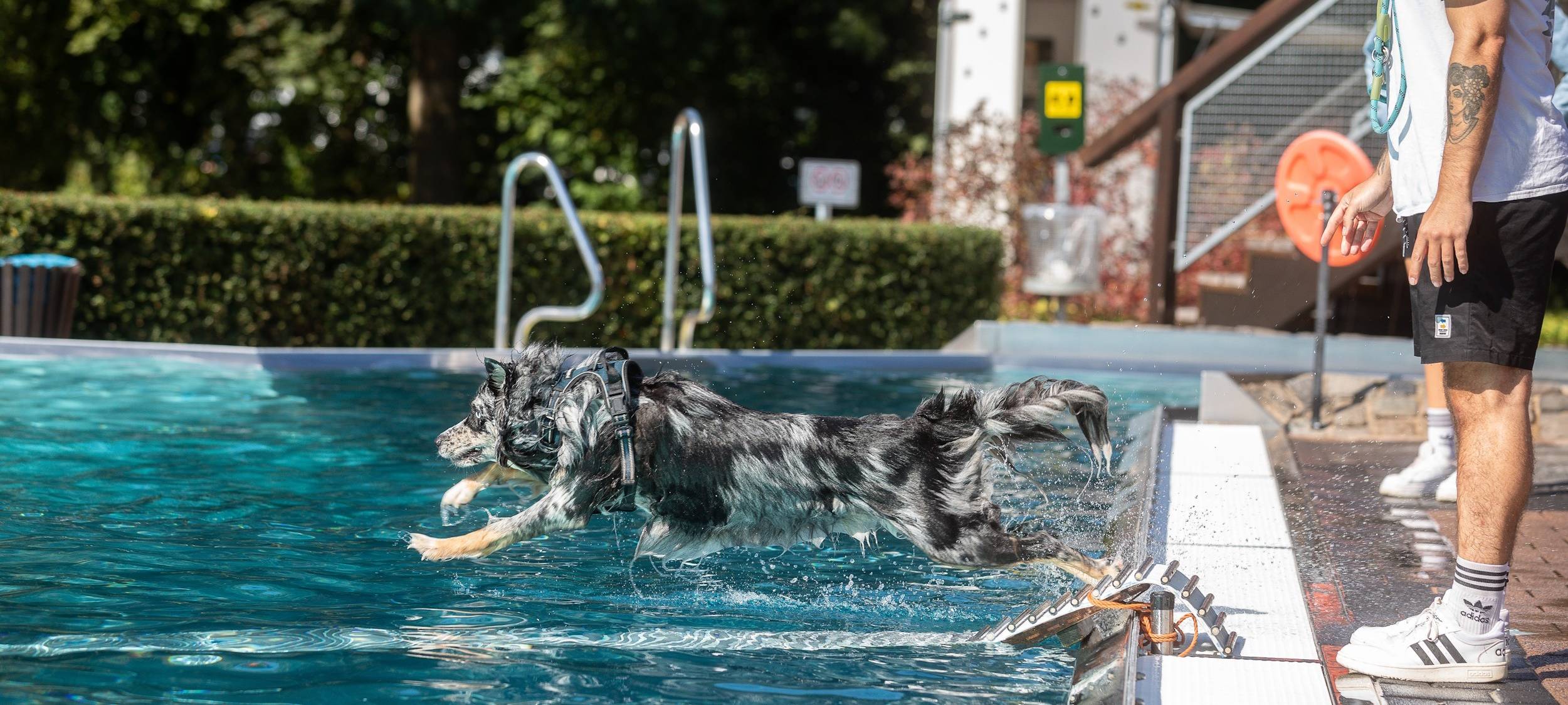 Hundeschwimmen in Bedburg und Bergheim