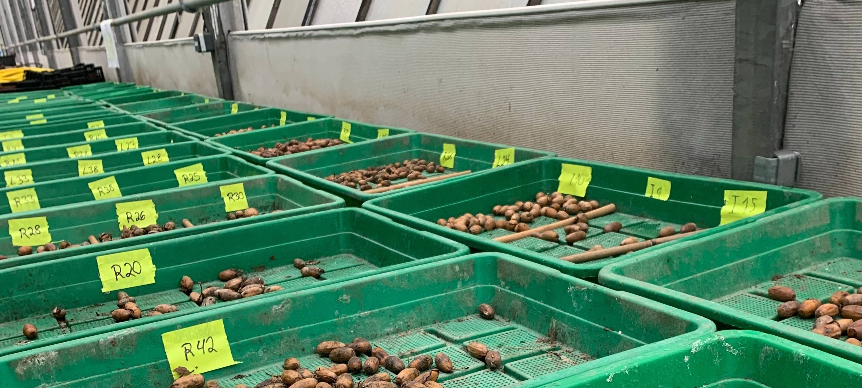 Eichen-Experiment im Brühler Schlosspark